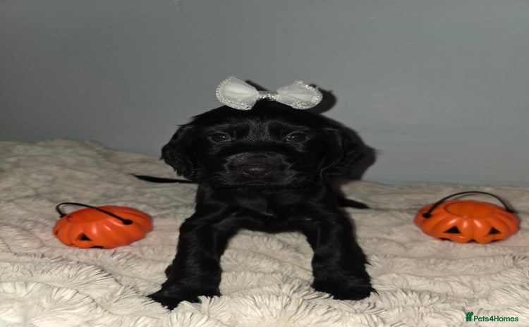 Cocker Spaniel dogs - Advert 2