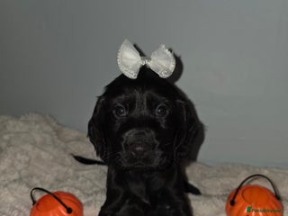 Cocker Spaniel dogs - Advert 32