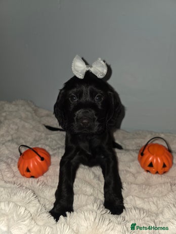 Cocker Spaniel dogs - Advert 12