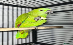 Parrots birds for sale: Female Tame Baby Yellow Nape Amazon With Papers - Advert 1