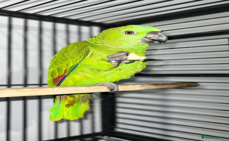 Parrots birds - Advert 11