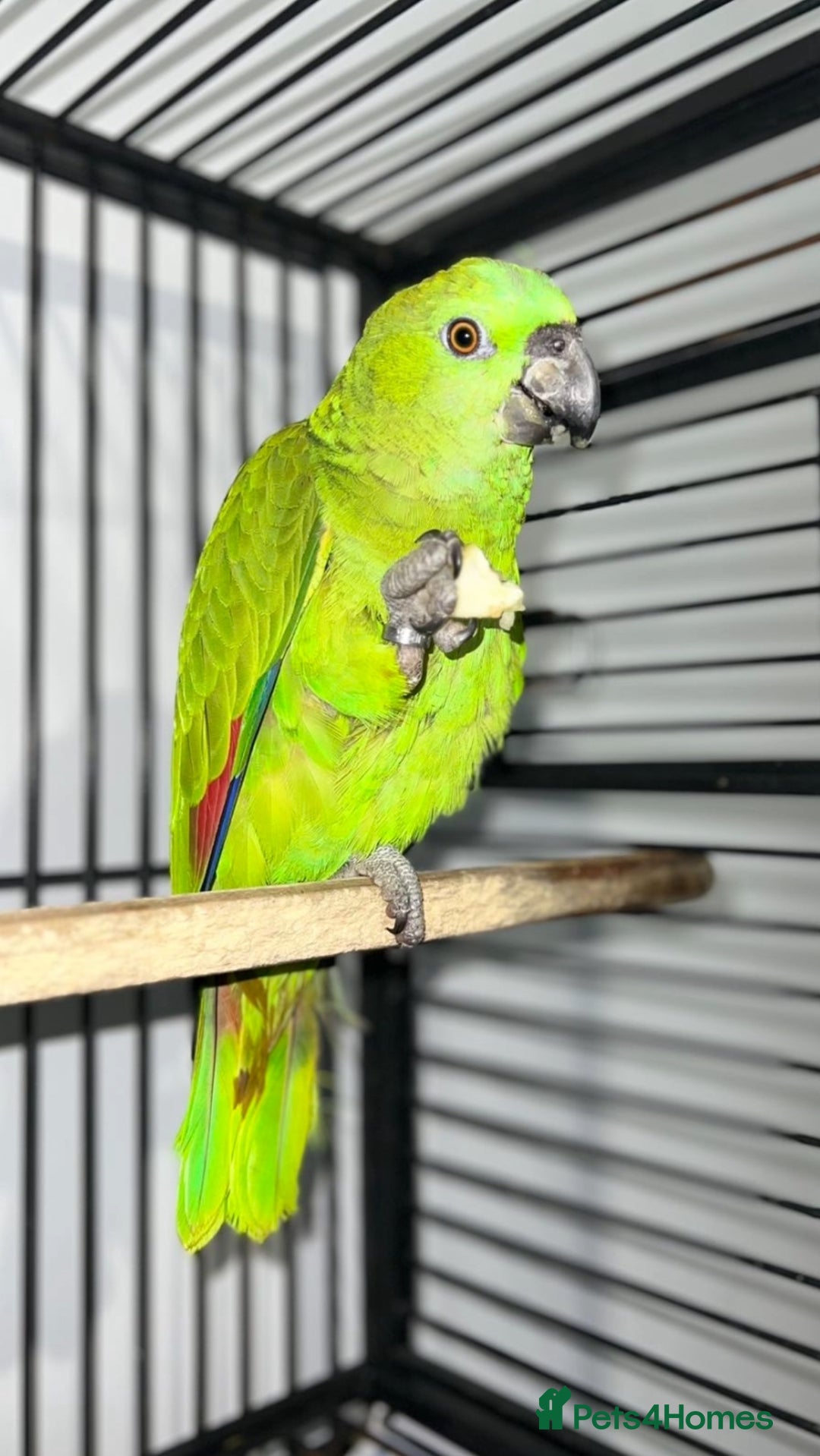 Parrots birds for sale: Female Tame Baby Yellow Nape Amazon With Papers - Advert 1