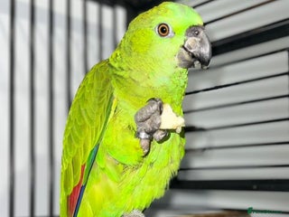 Parrots birds - Advert 7
