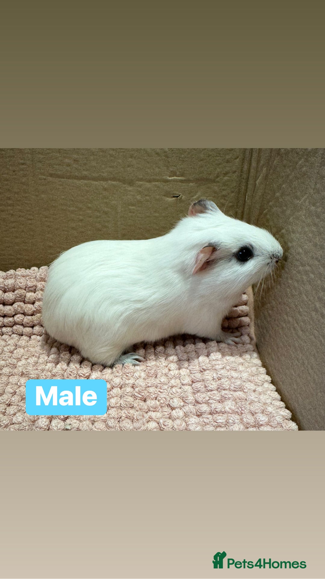 Guinea Pig rodents for sale: Young Guinea pigs  - Advert 11