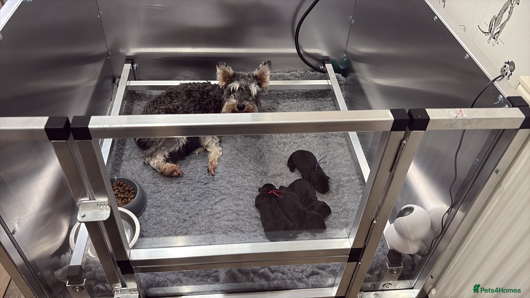 Miniature Schnauzer dogs for sale: KC Registered Miniature Schnauzer Puppies  - Advert 2