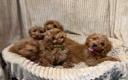 Cockapoo dogs for sale: Red Cockapoo  - Image 11