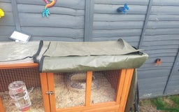 Guinea Pig rodents for sale: Pair of Guinea Pigs - Image 7