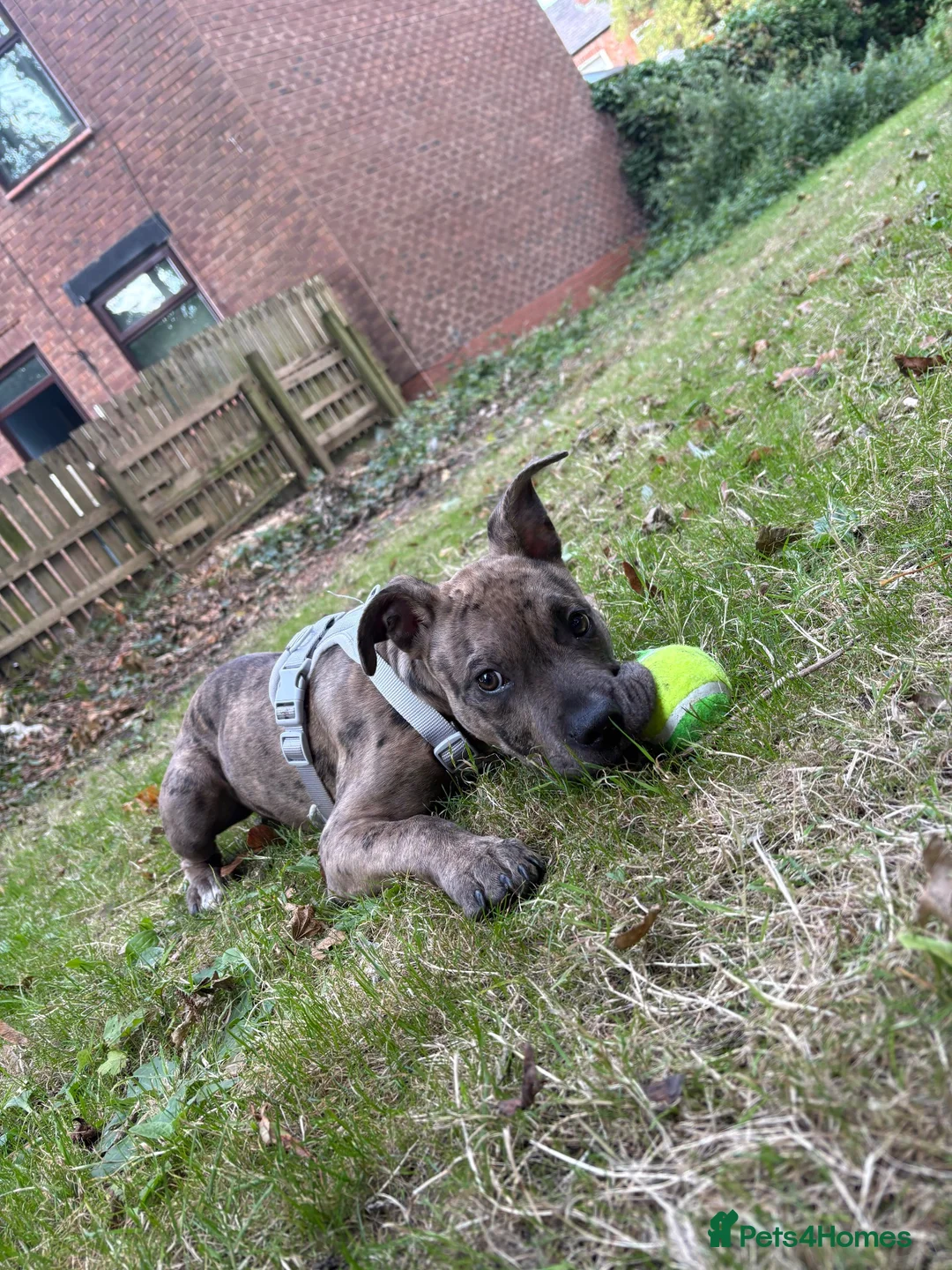 Mixed Breed dogs for sale: Bully cross breed  in Manchester - Advert 1