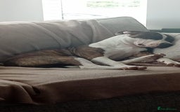 Staffordshire Bull Terrier dogs for sale: Staffordshire bull terriers for sale - Image 5
