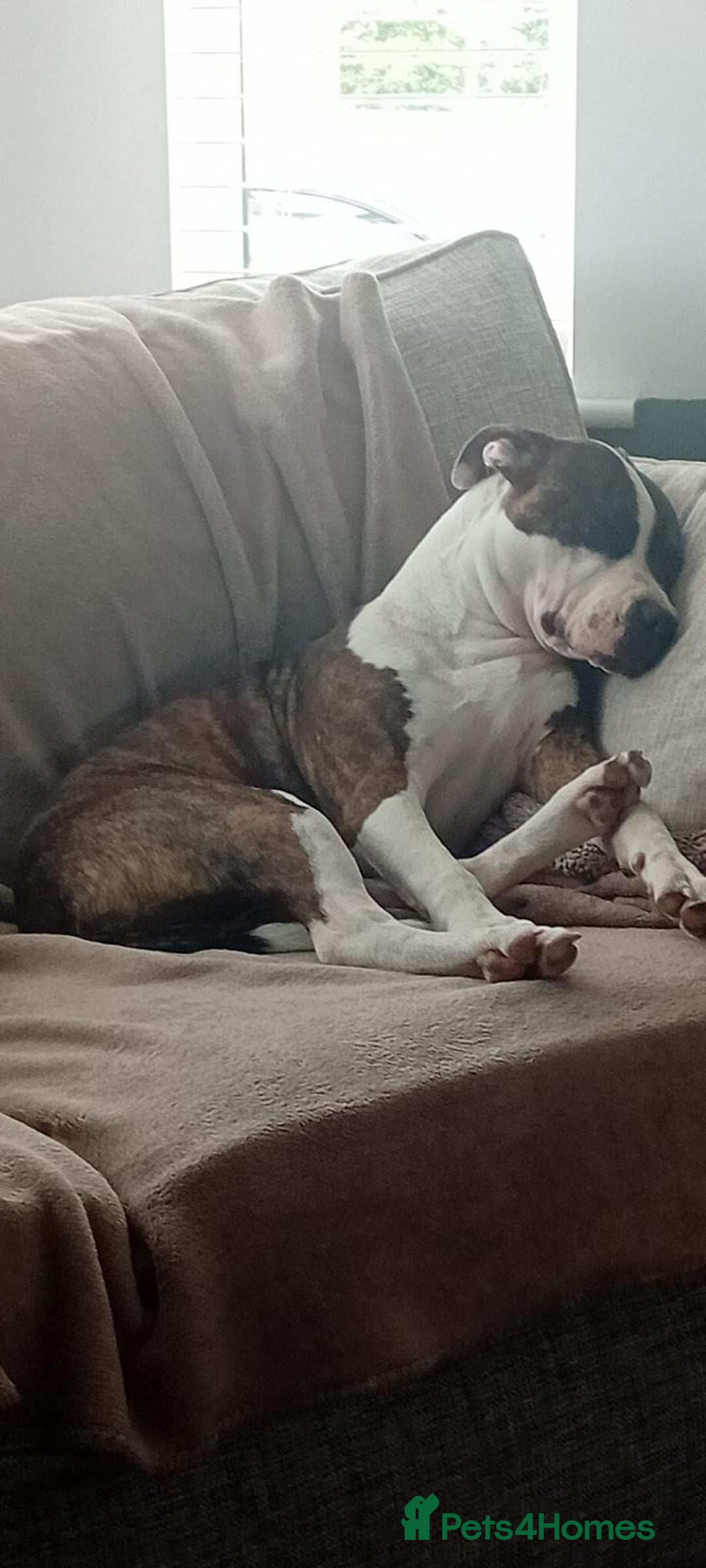 Staffordshire Bull Terrier dogs for sale: Staffordshire bull terriers for sale - Image 5
