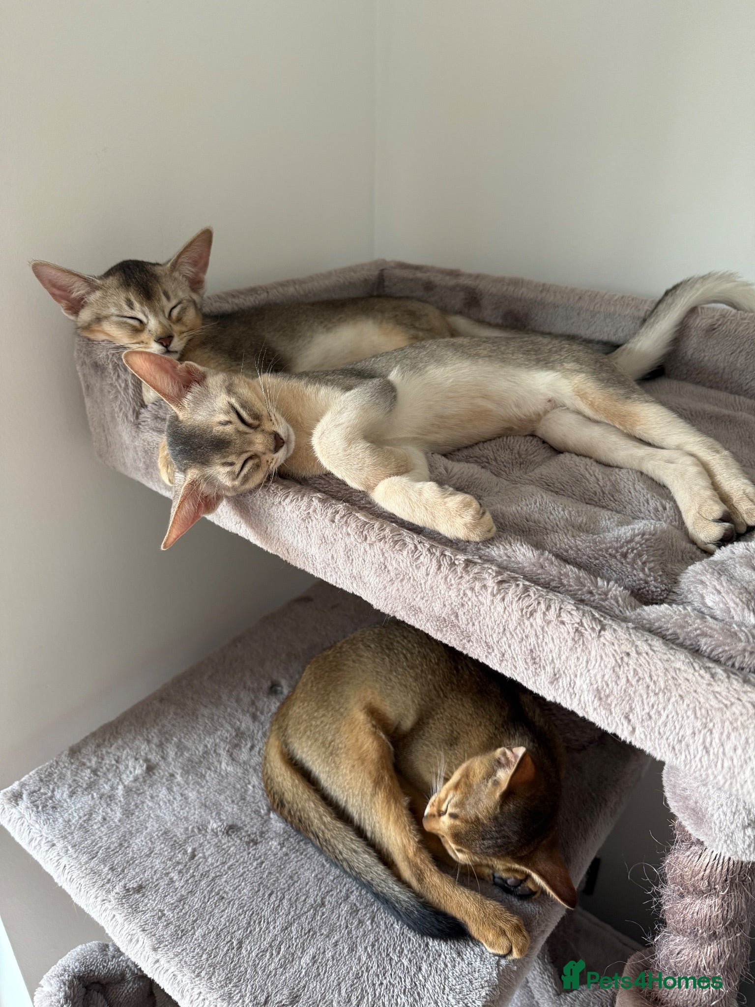 Abyssinian cats TICA Registered Abyssinian Kittens - Advert 1