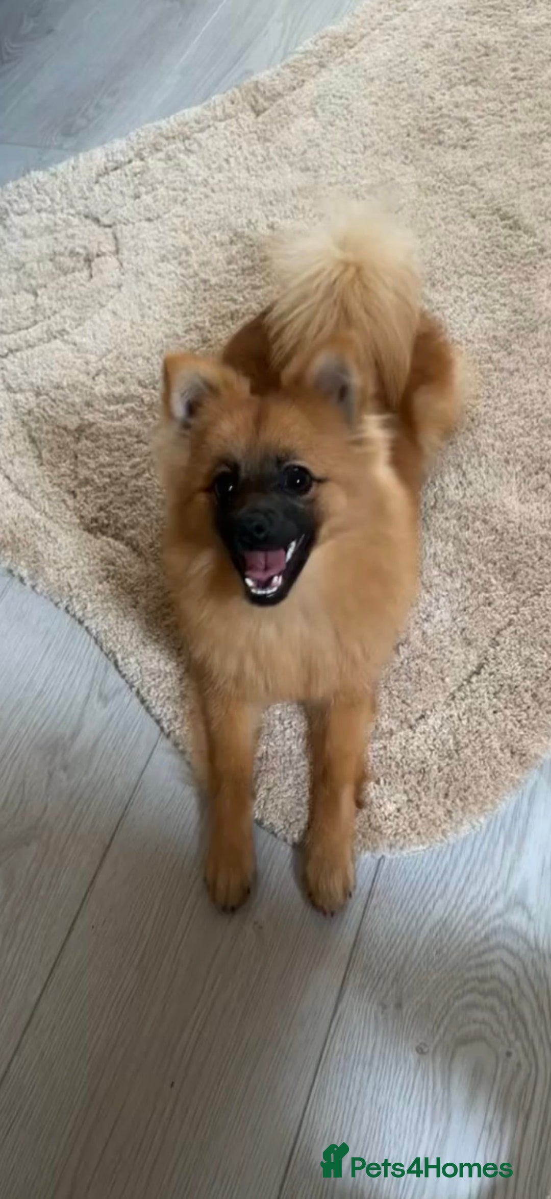 Pomeranian dogs for sale: Female Pomeranian  - Advert 1