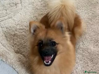 Pomeranian dogs Female Pomeranian - Advert 1