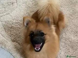 Pomeranian dogs Female Pomeranian - Advert 14