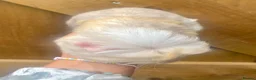 Mini Lop rabbits for sale: Long Haired Guinea Pigs For Sale  - Advert 9