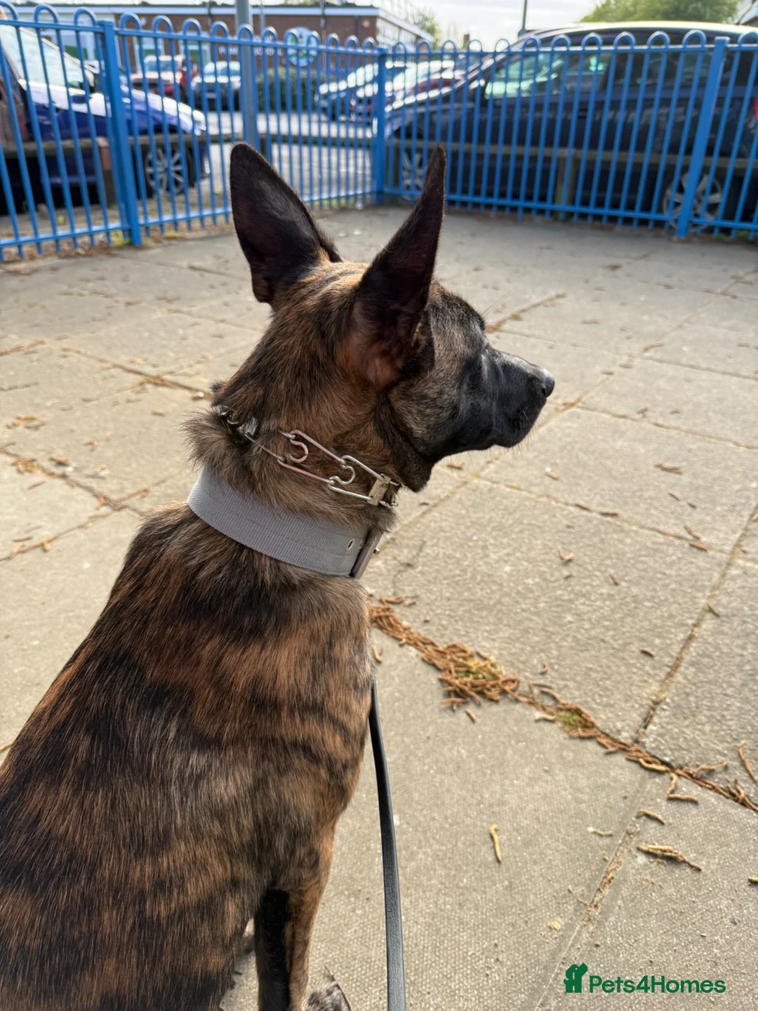 Belgian Shepherd Dog dogs for sale: dziausas in King's Lynn - Advert 9