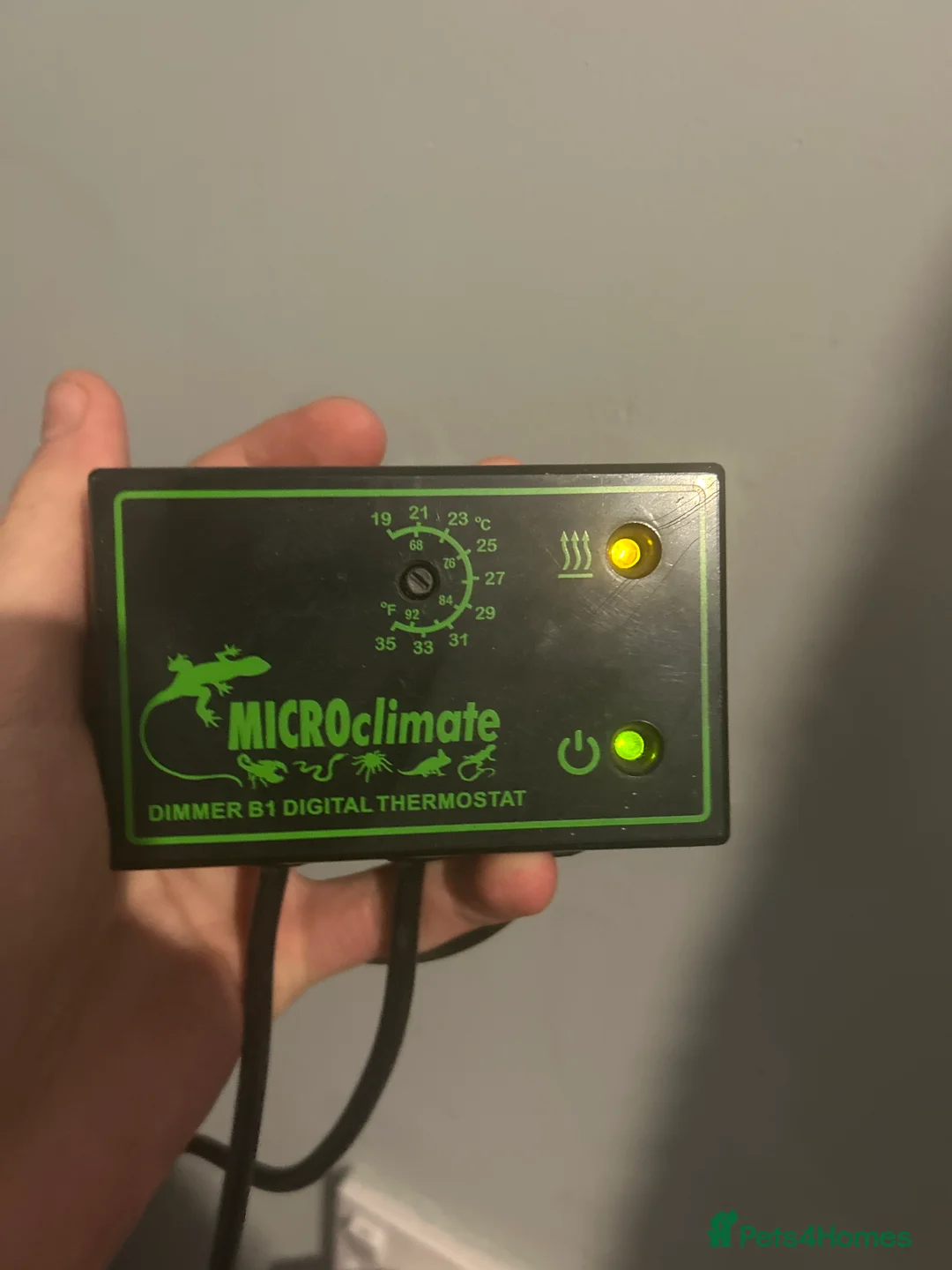 Corn Snake reptiles for sale: CornSnake + Tank - Advert 4