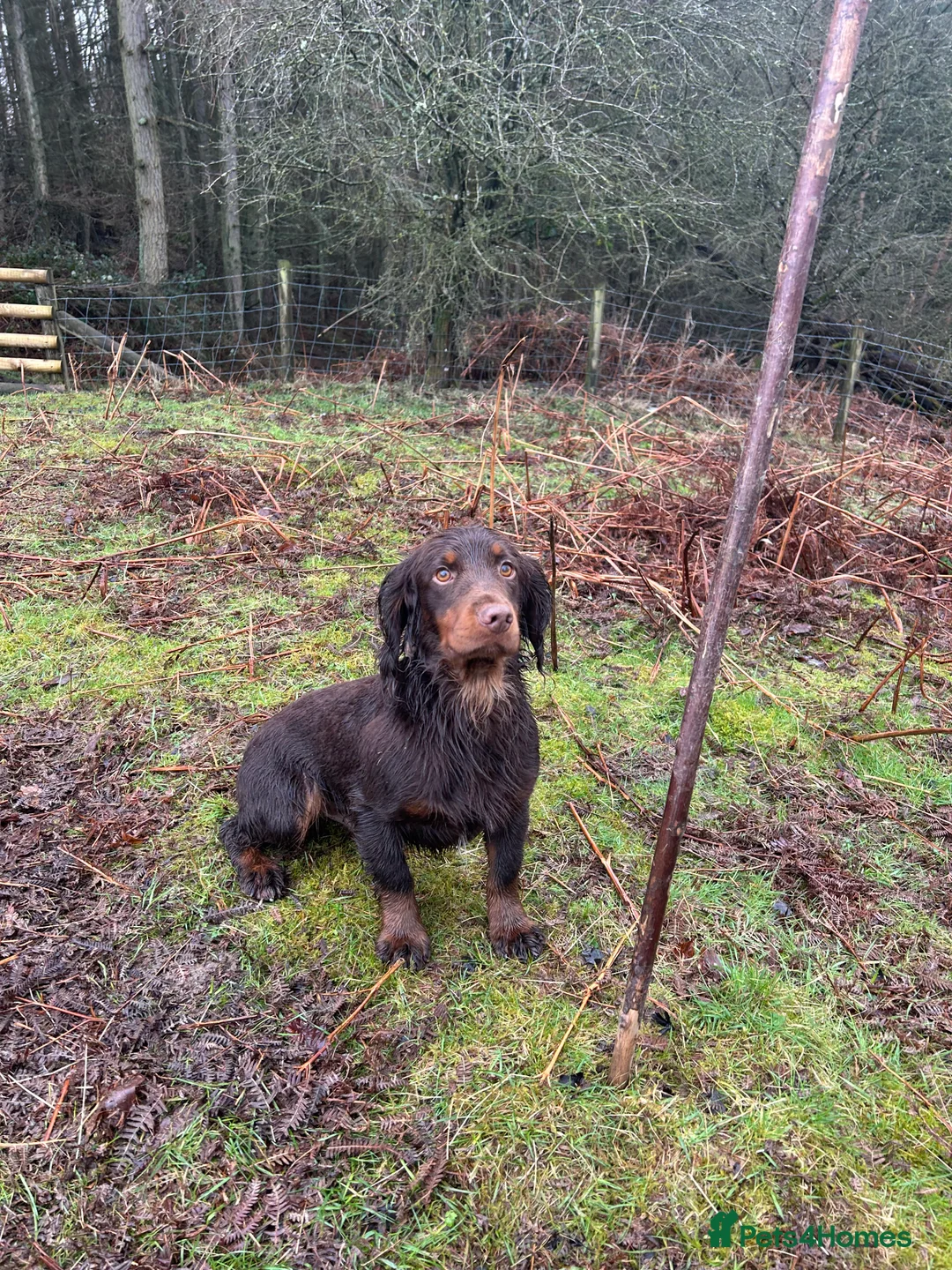 Cocker Spaniel dogs for stud: KC Working Cocker Spaniel Health tested in Ludlow - Advert 9