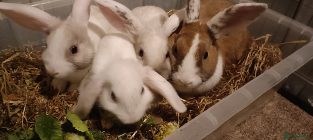 Mixed Breed rabbits for sale: 6 babies and their mom looking for new homes - Advert 1