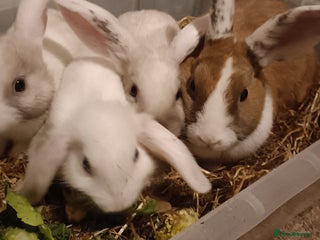 Mixed Breed rabbits 6 babies and their mom looking for new homes - Advert 1