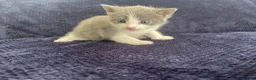 Mixed Breed cats for sale: Gorgeous grey, white and tabby kittens for sale - Advert 21