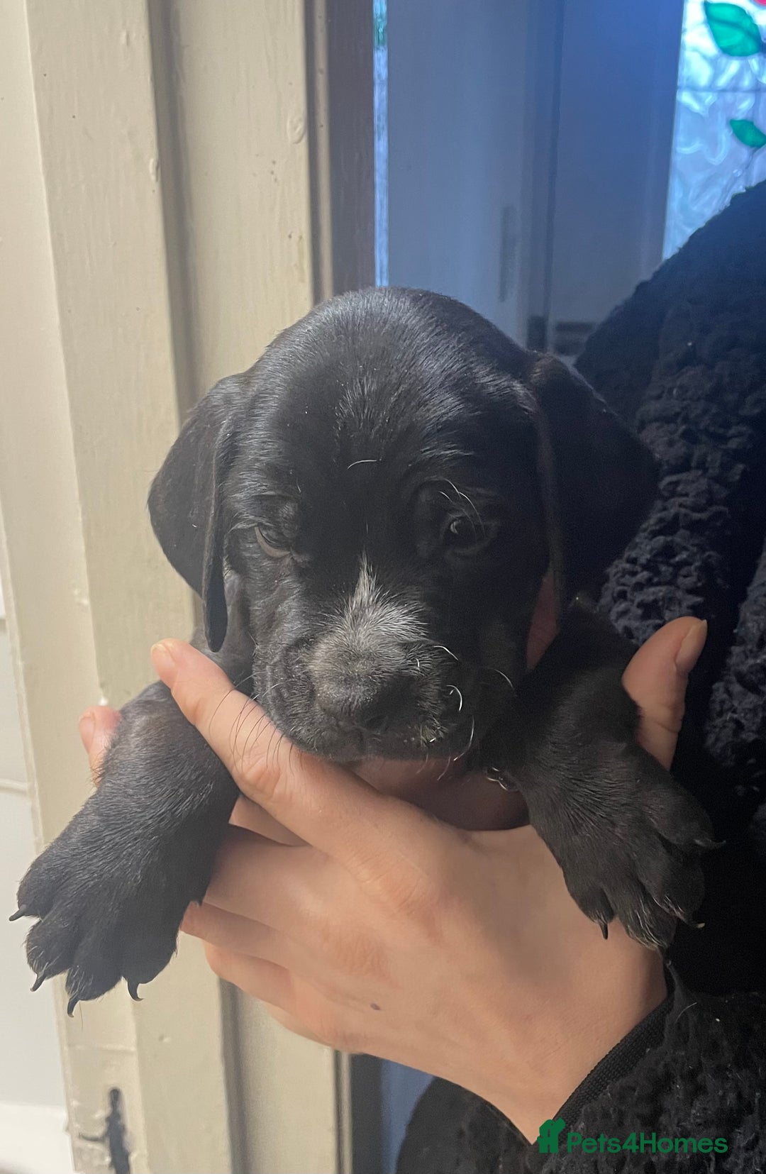 Mixed Breed dogs for sale:  Springer spaniel cross olde English bulldogge  - Advert 3