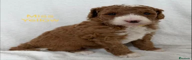 Australian Labradoodle 9