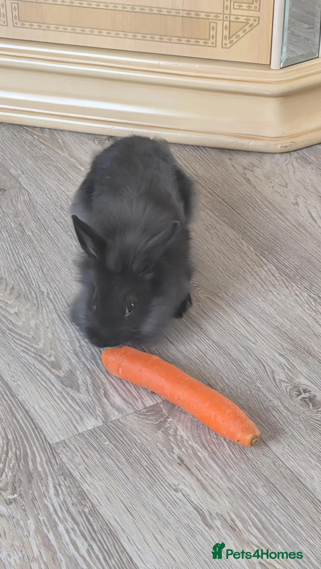 Lionhead rabbits for sale: 9 week old Lionheads  - Advert 2