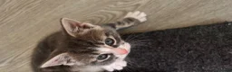 British Shorthair cats for sale: Male kitten grey white and cream - Advert 3