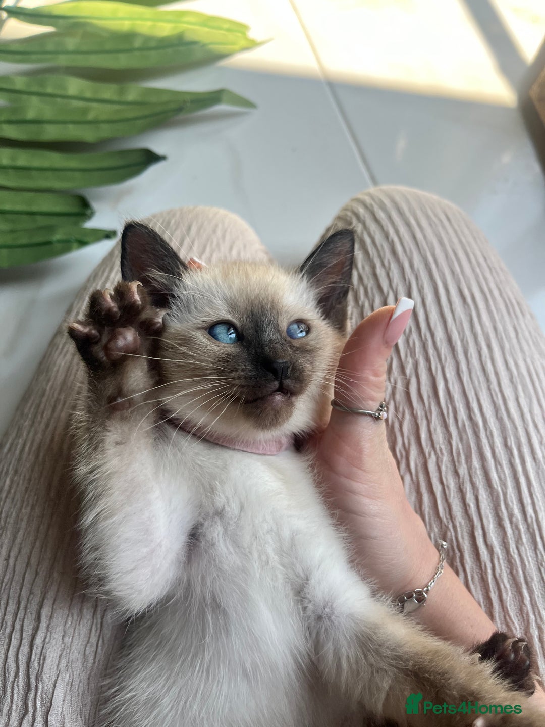 Siamese cats for sale: Human Toilet Trained! Exquisite Siamese Kittens - Image 6