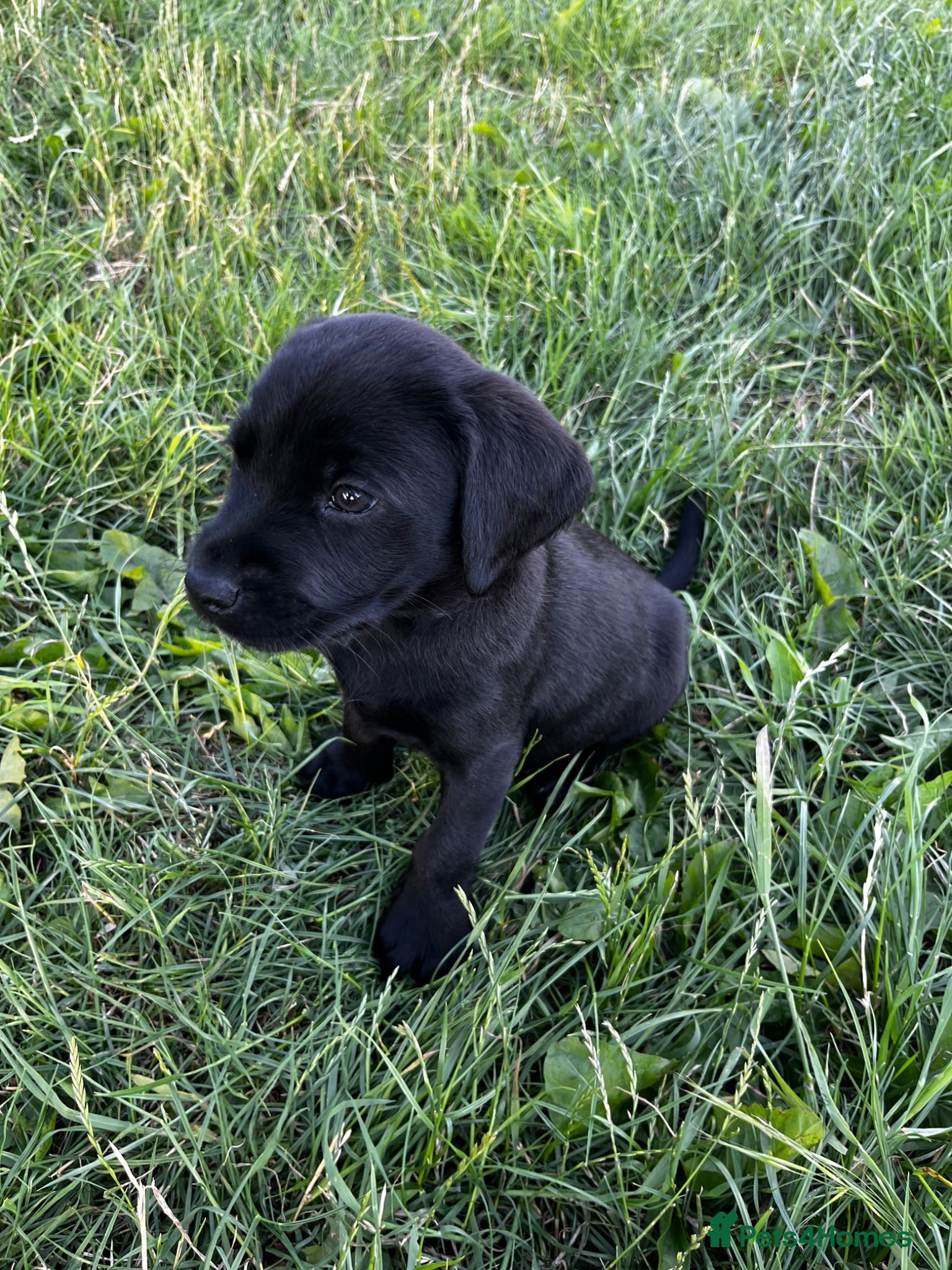 Labrador Retriever dogs Working Labrador Retriever Puppies - Advert 2