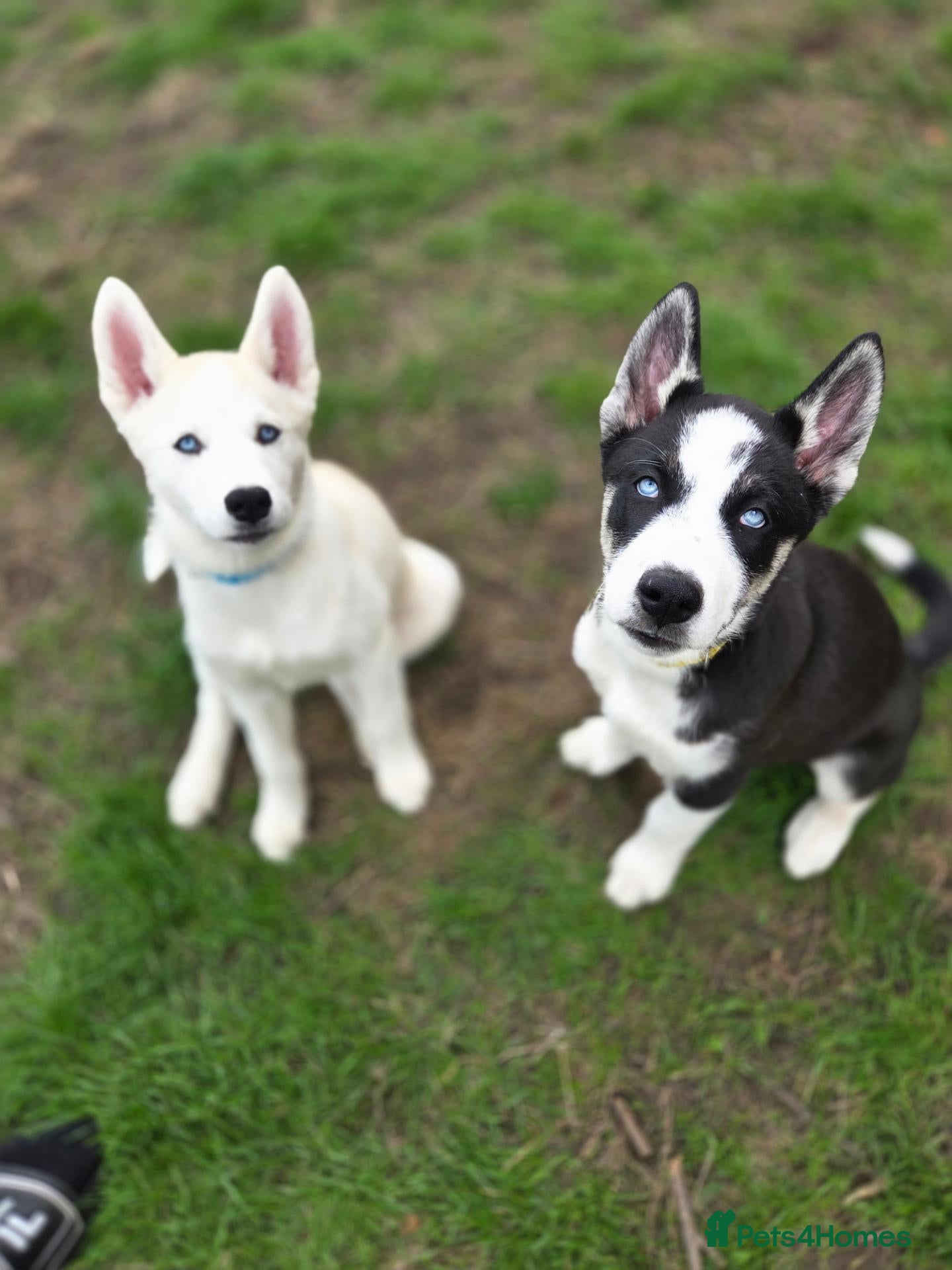 Huskita dogs Puppies for sale - Advert 1