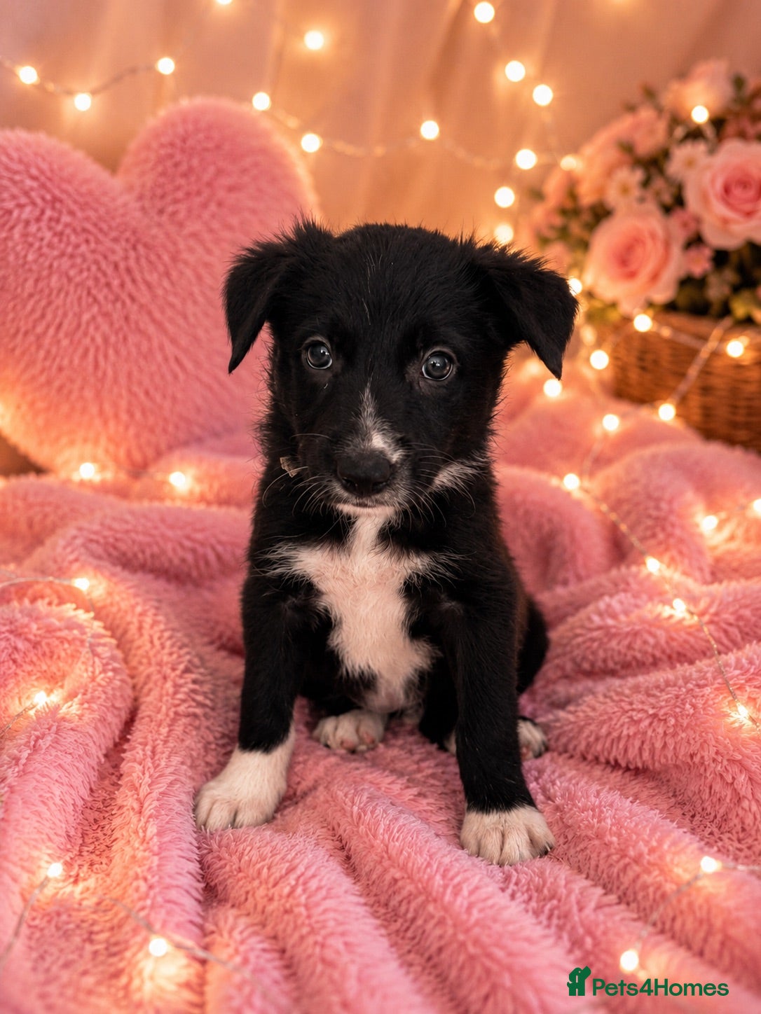 Border Collie dogs 3 gorgeous girlies left  🐾🥹 - Advert 8