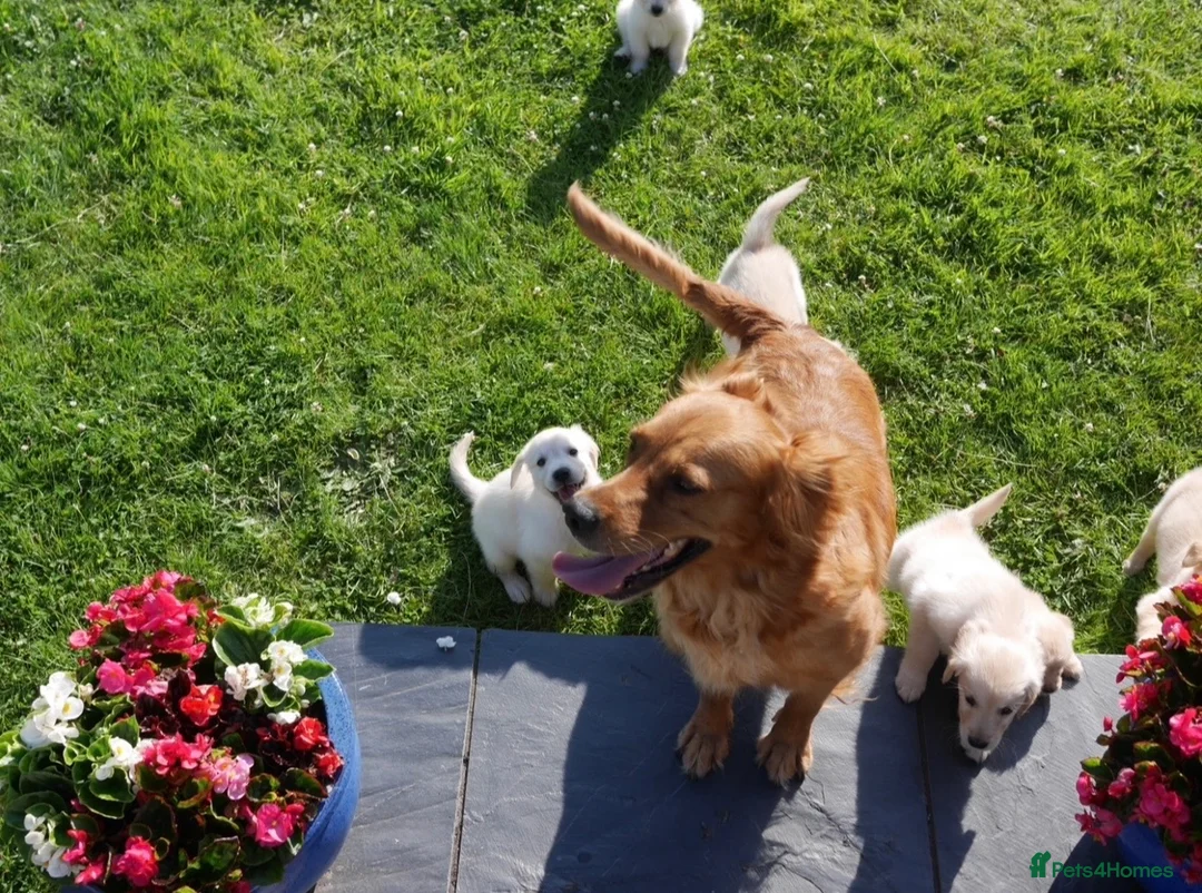 Golden Retriever dogs for sale: Quality Health Tested KC Golden Retrievers - Advert 21