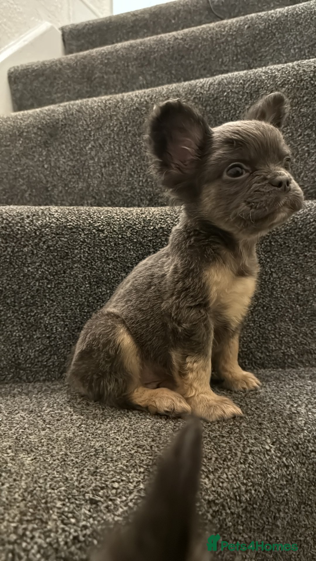 French Bulldog dogs for sale: REDUCED full fluffy pink carrying French bulldogs - Advert 13