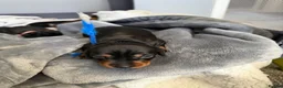 Miniature Dachshund dogs for sale: 6x miniature dachshund puppies - Advert 38
