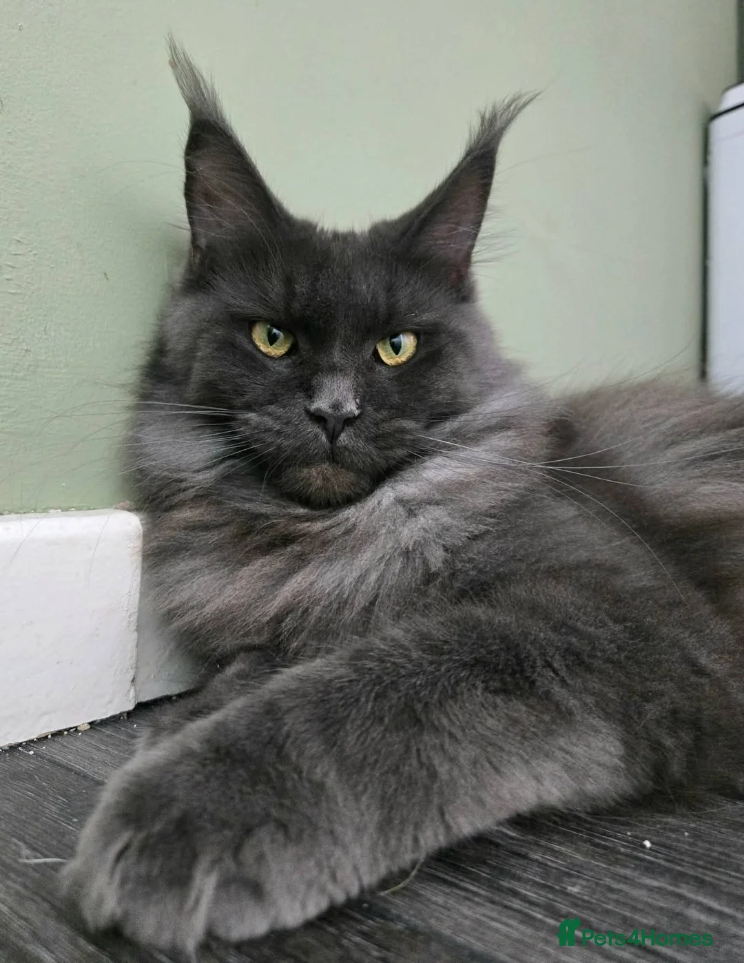Maine Coon cats for sale: Blue Male and Blue Smoke Female - Advert 3