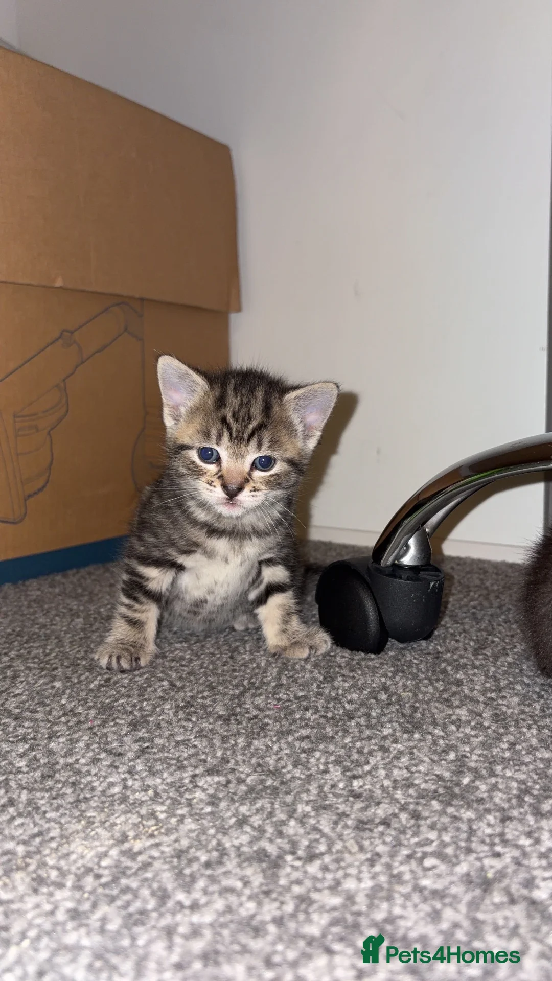 Mixed Breed cats for sale: Kittens ready to leave now in Manchester - Advert 10