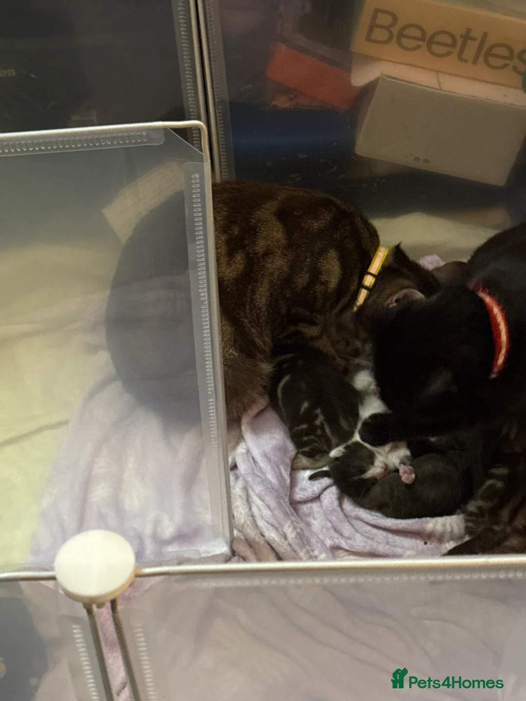 Mixed Breed cats for sale: 4 kittens for sale  in Wakefield - Advert 1