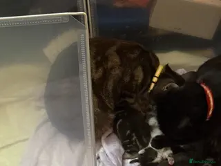 Mixed Breed cats 4 kittens for sale - Advert 1