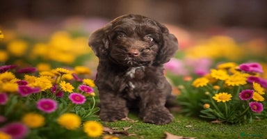 Cockapoo dogs - Advert 1