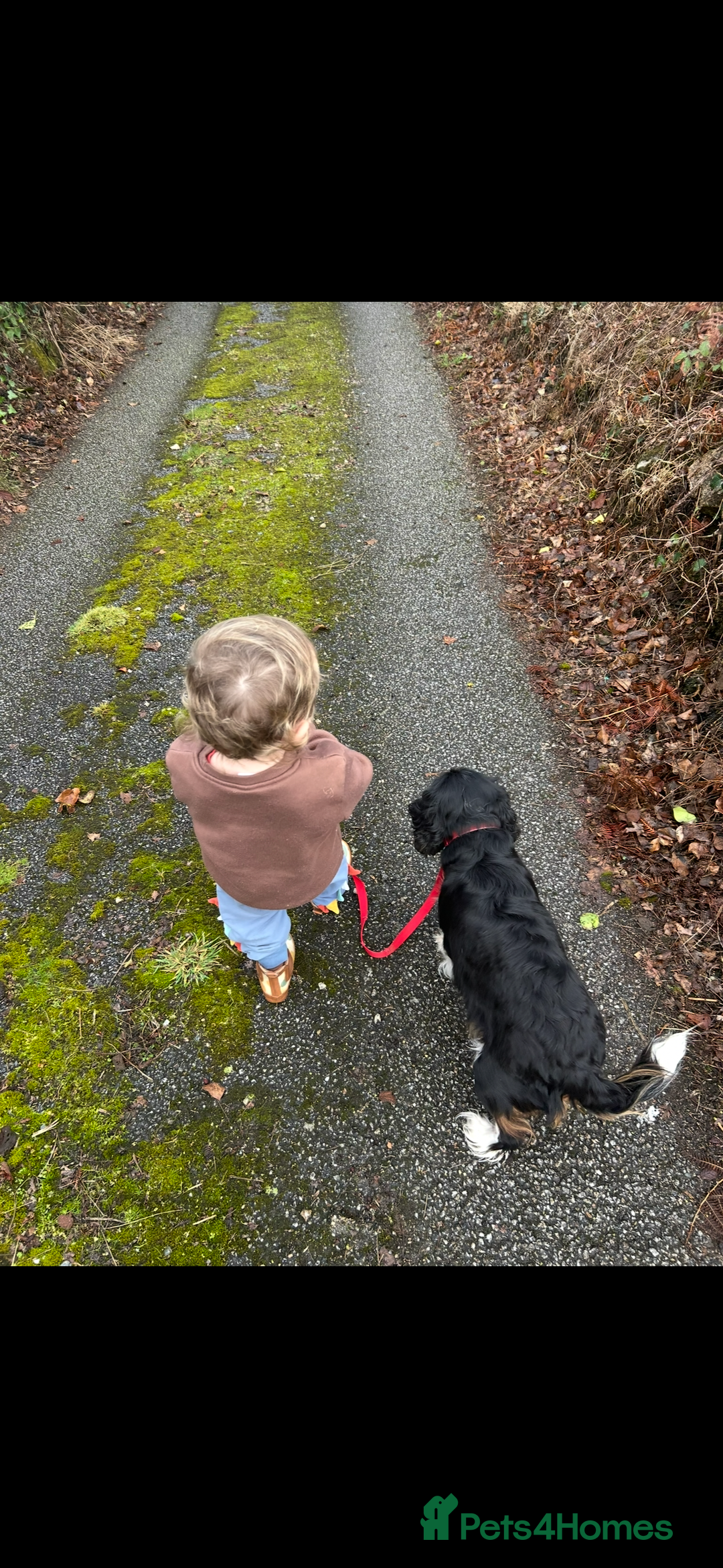 Cavalier King Charles Spaniel dogs for sale: Cavalier King Charles female - Advert 3