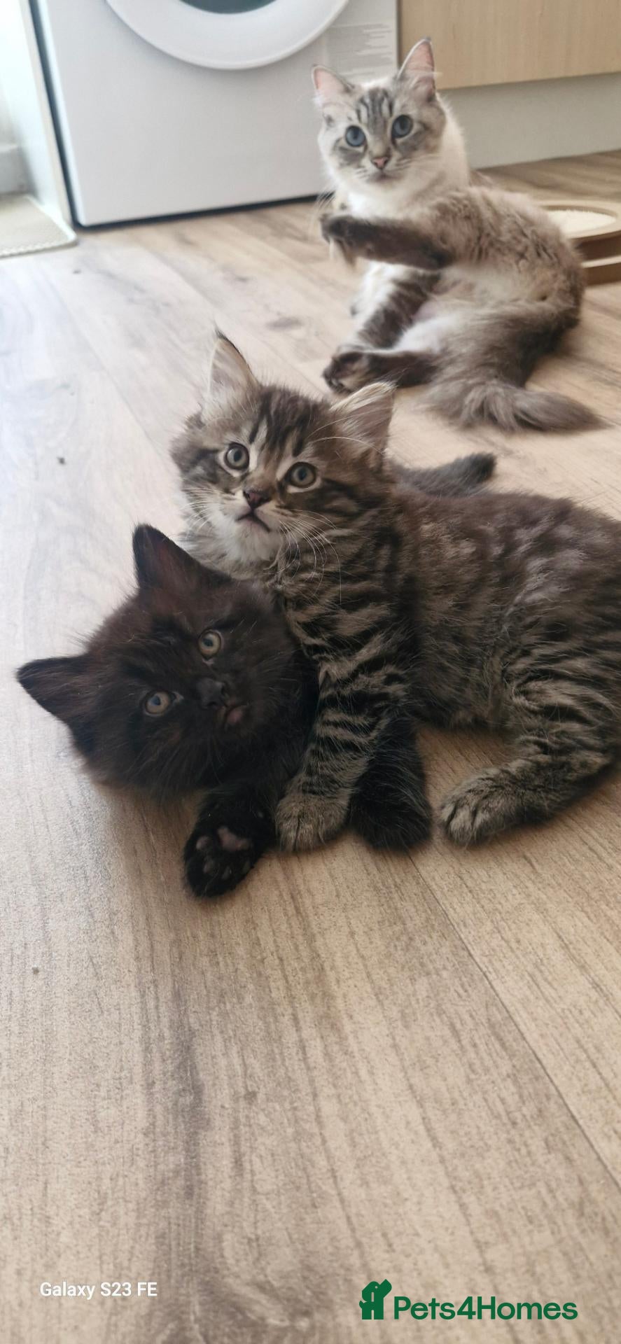Mixed Breed cats Ragdoll Mix Kittens – Delivery Available - Advert 2
