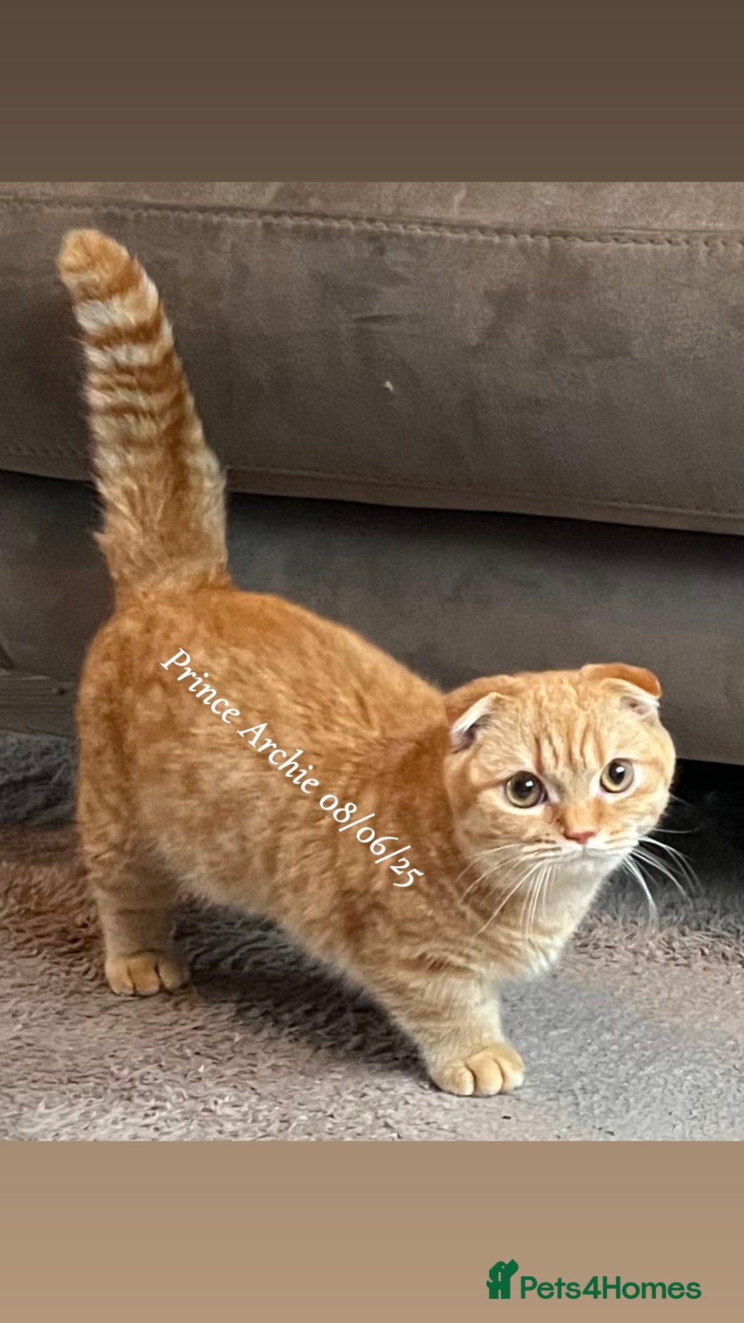 Munchkin cats for sale: Quality & Extremely Rare Persian Napoleon Minuets - Advert 10