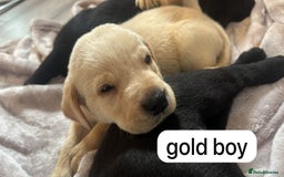 Labrador Retriever dogs for sale: Labrador puppies  - Image 10