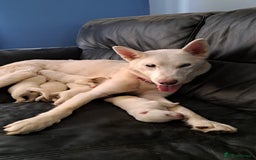 Siberian Husky dogs for sale: Siberian huskies - Image 1