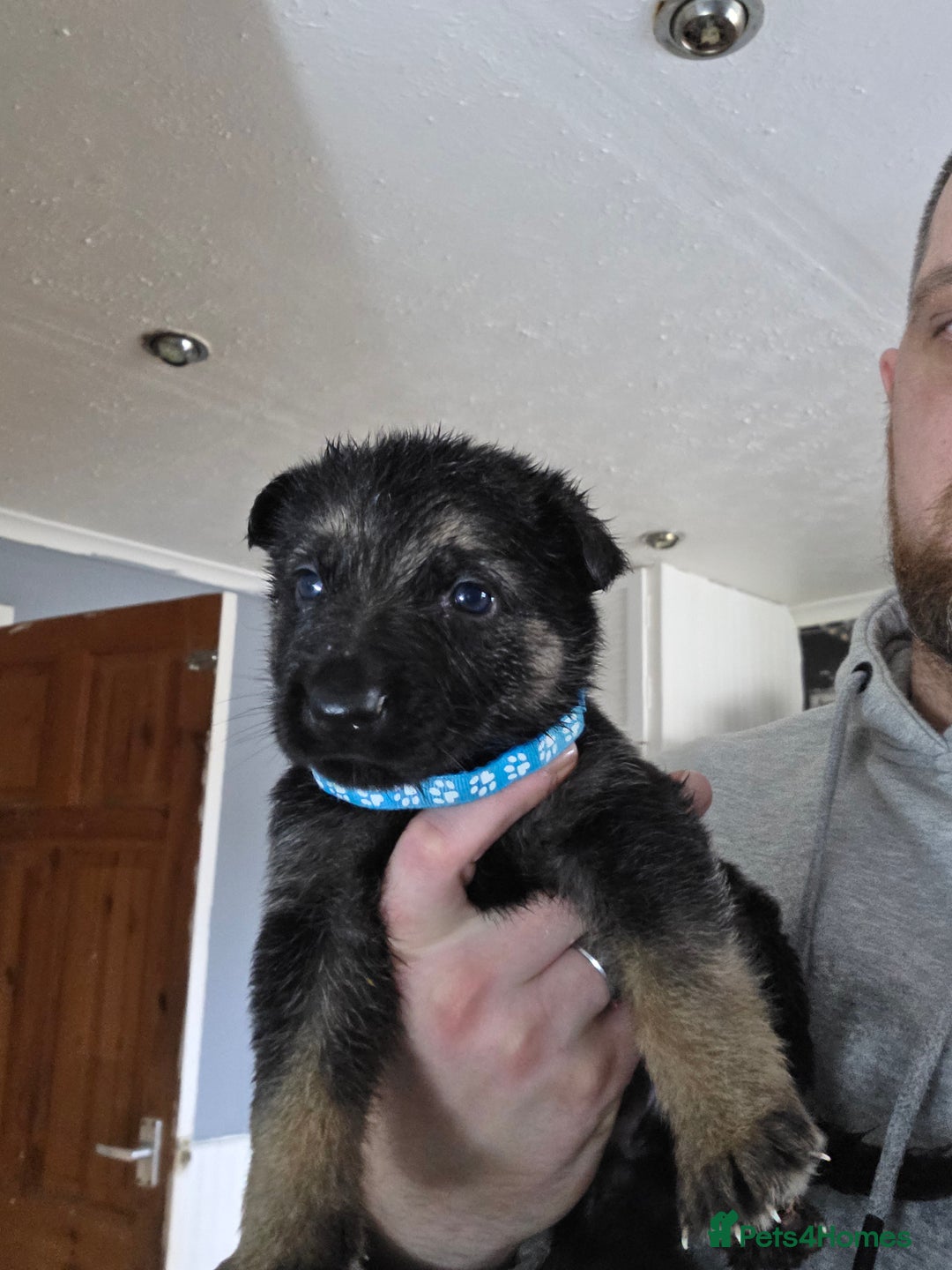 German Shepherd dogs for sale: 9 beautiful working line german shepherd puppies  - Advert 4
