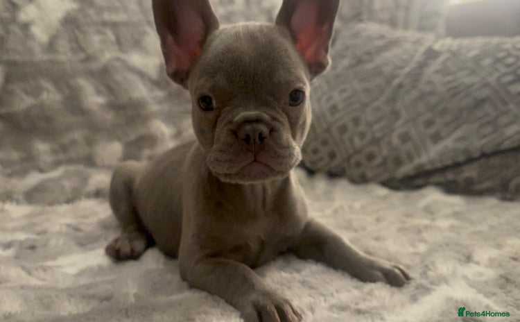 French Bulldog dogs - Advert 1