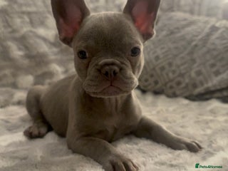 French Bulldog dogs - Advert 6