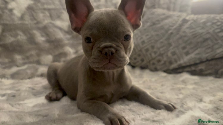 French Bulldog dogs - Advert 2